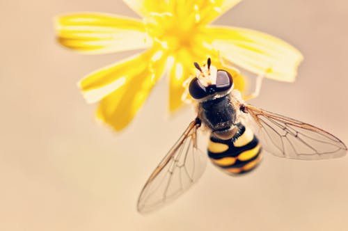 Rêver d'abeille