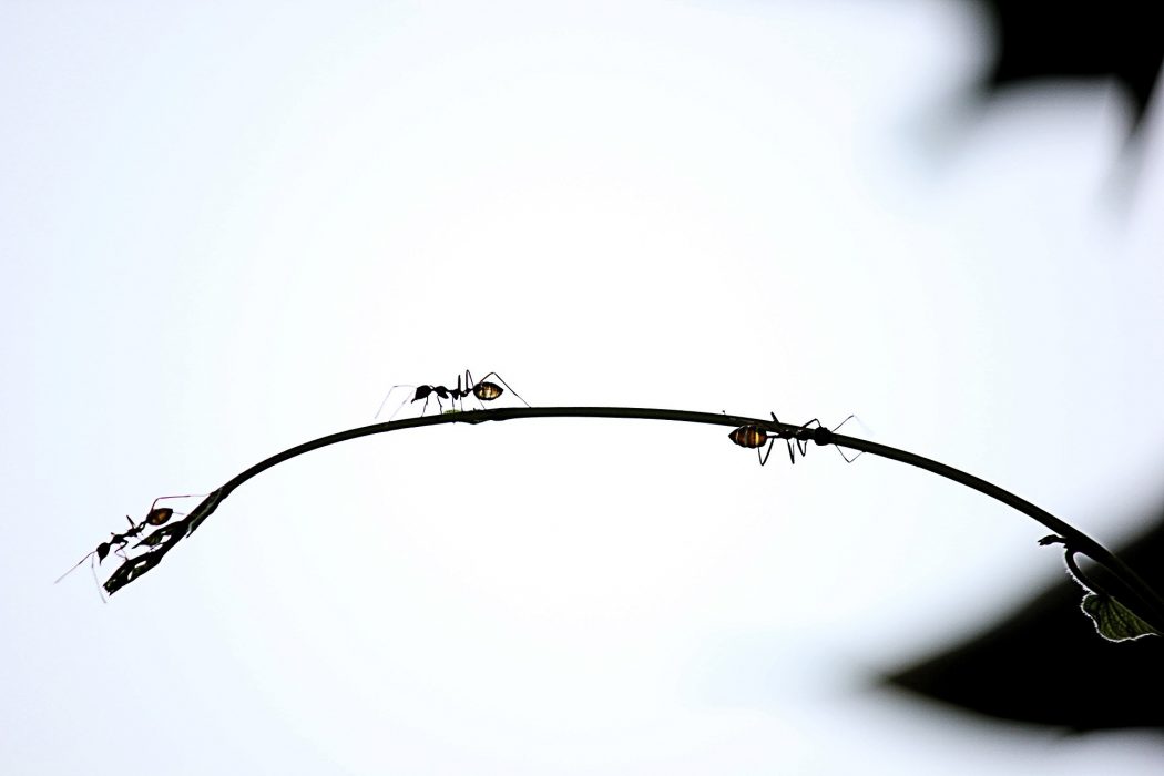 Rêver de fourmi